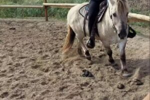 Twin Creeks Beach and Trail Rides