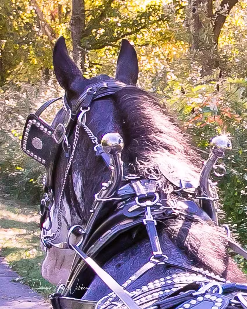 Twinn Pines Carriage