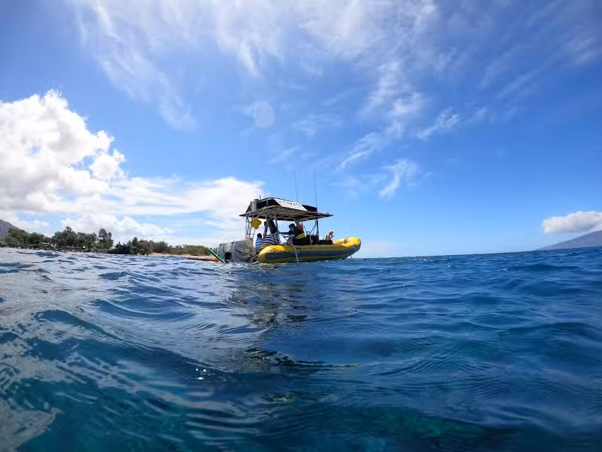 Ultimate Whale Watch & Snorkel