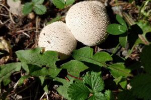 Umbagog National Wildlife Refuge Administration Building and Visitor Contact Station