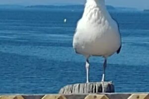 United Country Lifestyle Properties of Maine