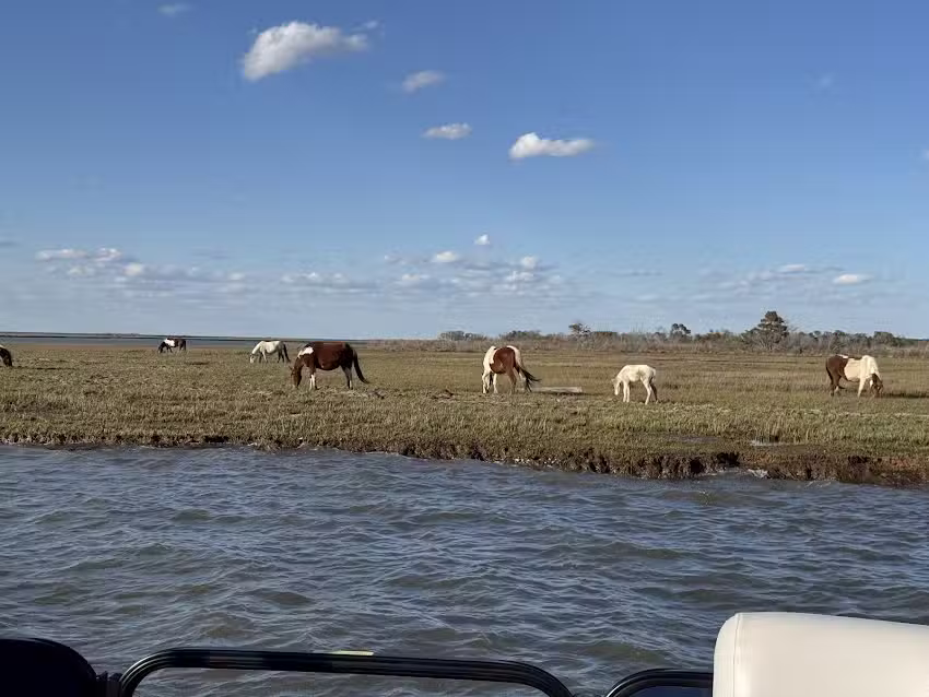 Up the bay Pony Tours