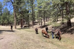UTrail Horseback Adventures