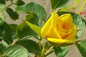 V.P.Connections-Travel