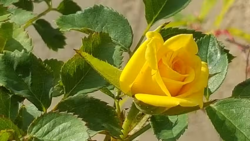 V.P.Connections-Travel