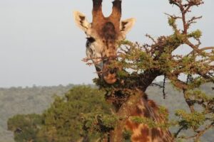 Vacations by Patti -Frosch Travel