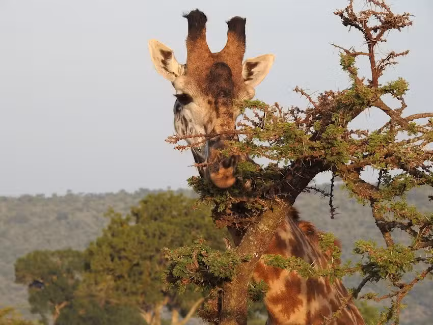 Vacations by Patti -Frosch Travel