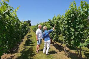 Vino Virginia Wine Tours