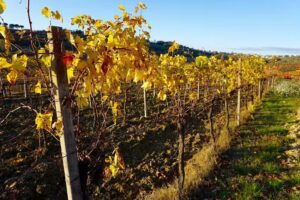 VIP Winery Vacations