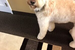 Visas & Passports 2 Go, Inc.