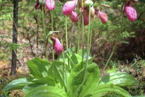 Visit Cook County – Visitor Information Center