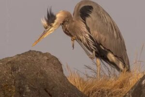 Visit Kitsap Peninsula