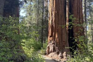 Visitor Center | Calaveras Big Trees