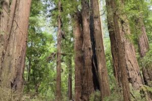 Visitor Center | Henry Cowell Redwoods State Park
