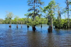 Waccamaw River Tours