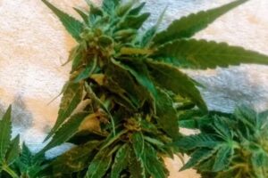 Waipio Valley Wagon Tours