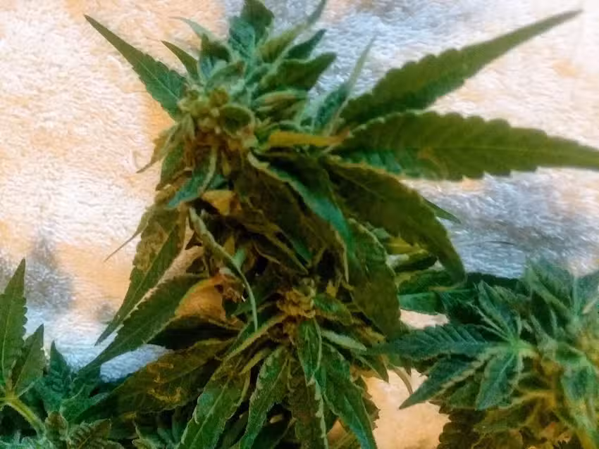 Waipio Valley Wagon Tours