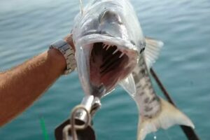 Walk About Sport Fishing