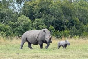 WALLSabout Luxury Travel