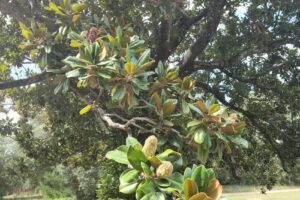 Washington-on-the-Brazos Visitor Center