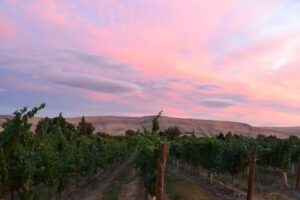 Washington Wine Country
