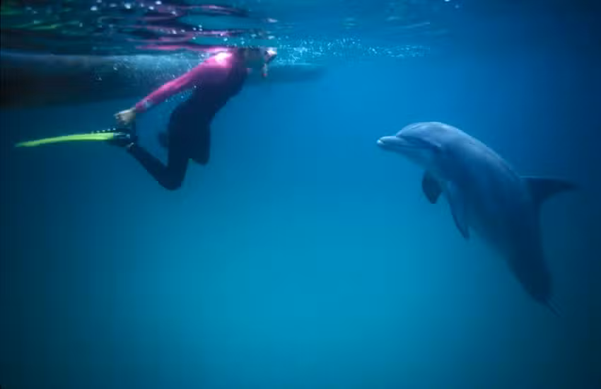 Water Planet Dolphin Swim Tours