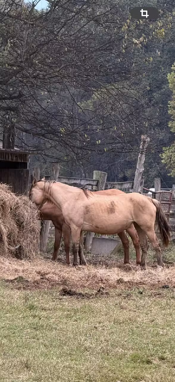 Wauhatchie Woodlands
