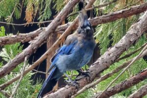 Wawona Visitor Center at Hill’s Studio