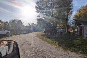 Westercamp Rent A Horse