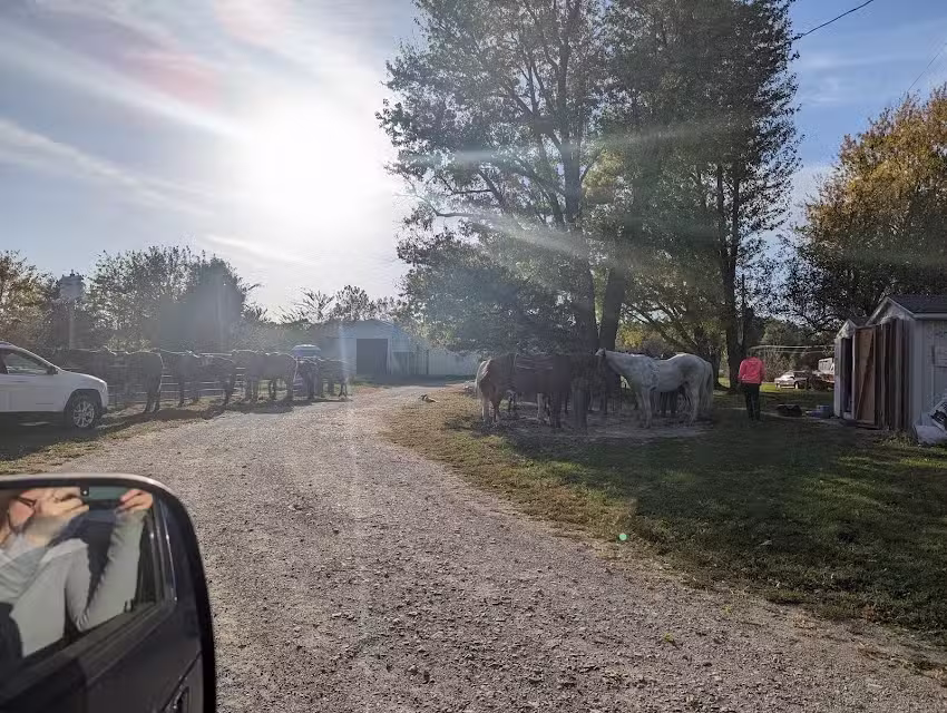 Westercamp Rent A Horse