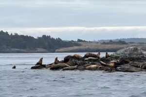 Western Prince Whale Watching Adventures