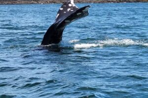 Whale’s Tail Charters