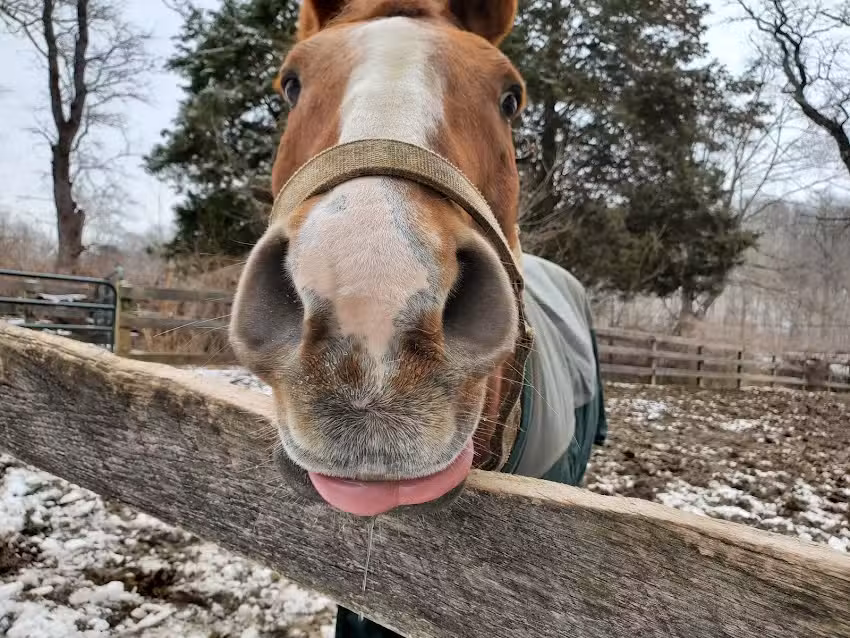 Wheaton Park Stables, Inc.