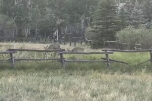 Whispering Hollow Lodge