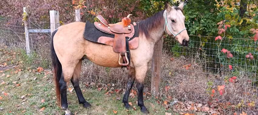 Whitewater Saddle Barn