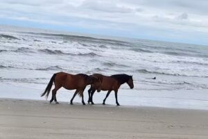 Wild Horse Adventure Tours