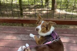 Wild Peak Vacation Rentals