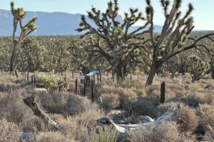 Wild West Helicopters