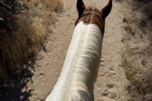 Wild West Horse Adventures