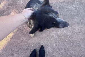 Wild West Horseback Adventures