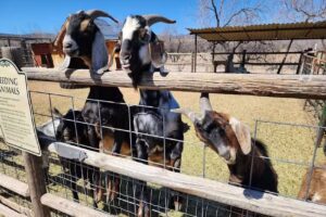 Wild Western Horseback Adventures L.L.C.