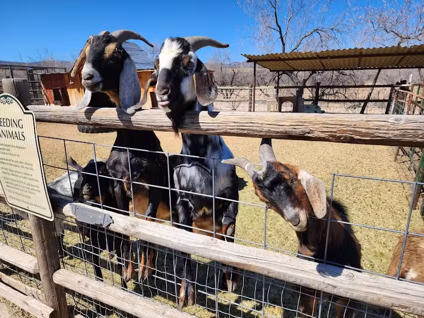 Wild Western Horseback Adventures L.L.C.