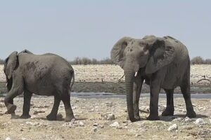 WILD WILD EXPEDITIONS