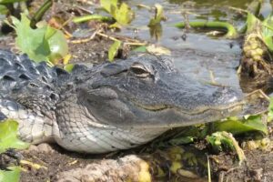 Wild Willys Airboat Tours