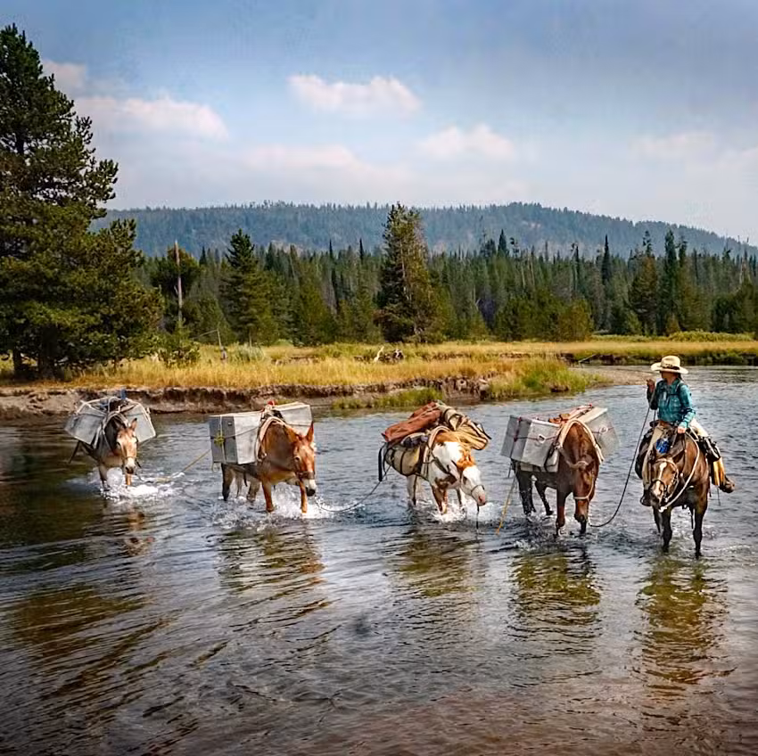 Wilderness Pack Trips- Yellowstone