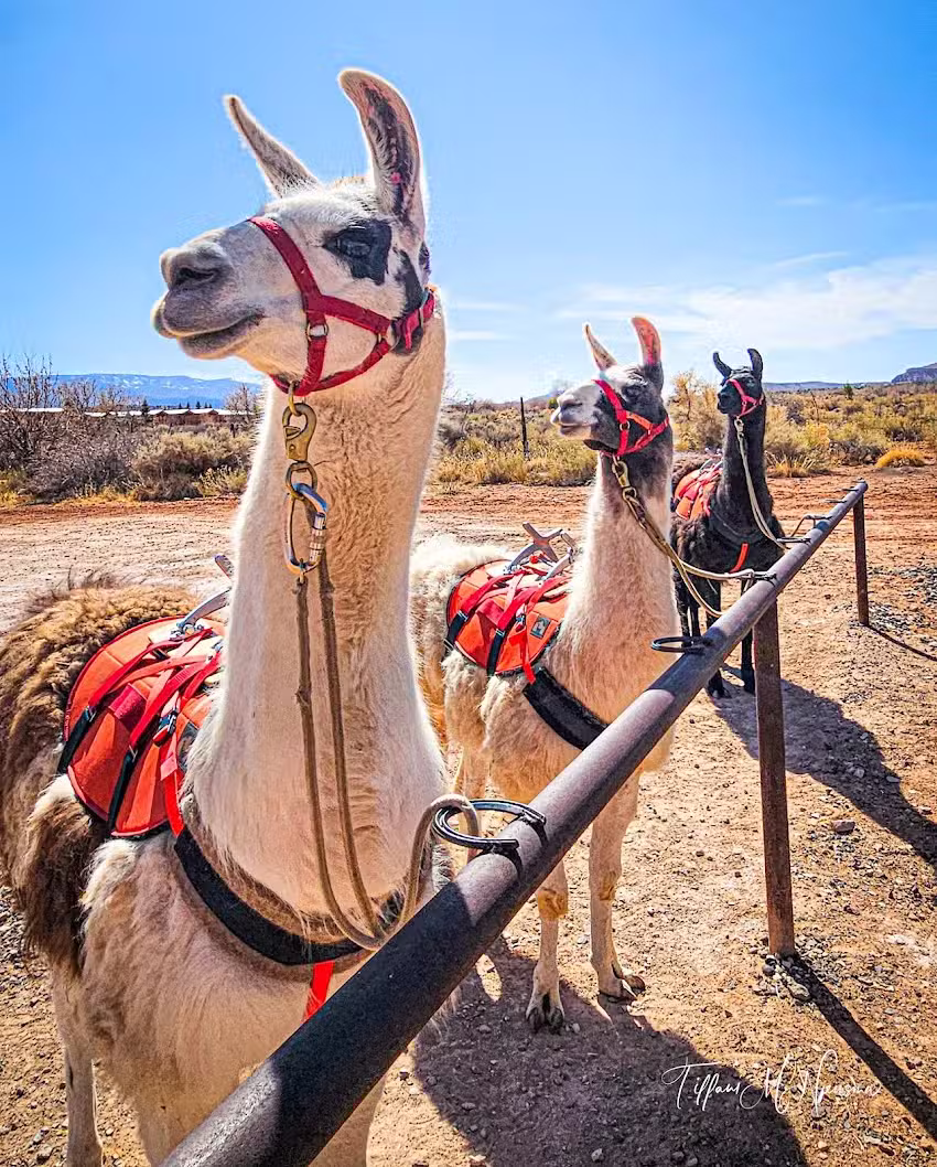 Wilderness Ridge Adventures