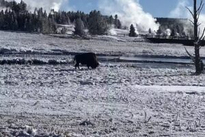 Wildlife Expeditions of Teton Science Schools
