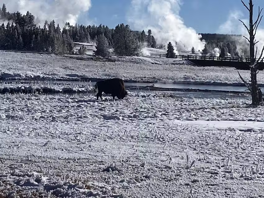 Wildlife Expeditions of Teton Science Schools
