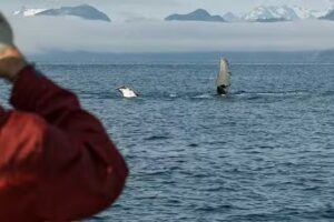 Wilkinson Expeditions