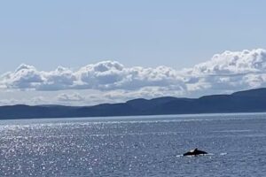 Winsome Travel Design